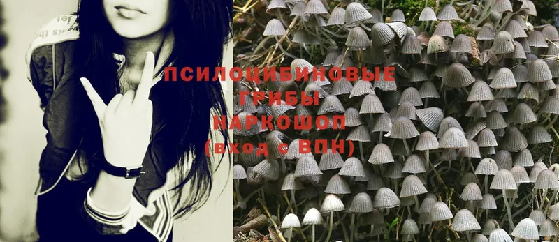 Галлюциногенные грибы Psilocybe  mega рабочий сайт  Зеленодольск 